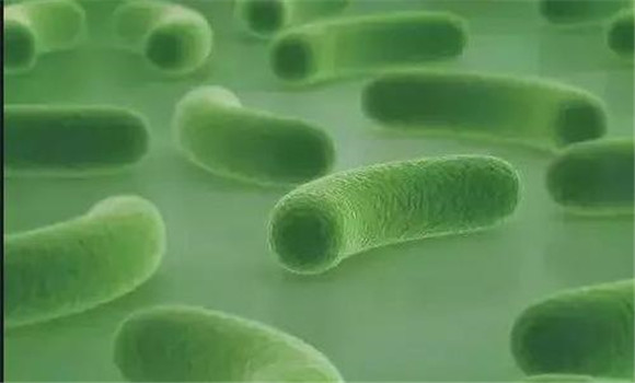 引起水產(chǎn)品腐敗的細(xì)菌種類(lèi)