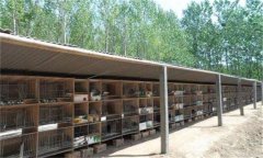 兔舍的建造要求與兔籠的設(shè)計問題