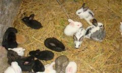 幼兔怎么養(yǎng)，飼養(yǎng)幼兔需注意什么？