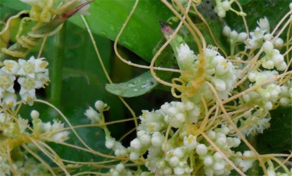 菟絲子有補肝養(yǎng)血、養(yǎng)精明目的功效