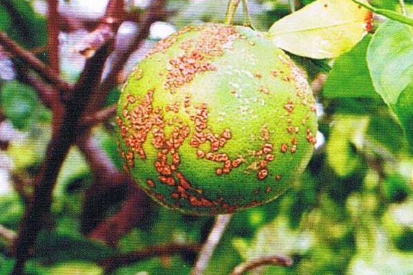 柑橘病蟲害防治技術