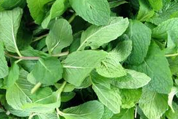 新鮮薄荷葉的功效 薄荷葉用途 薄荷葉的功效與作用