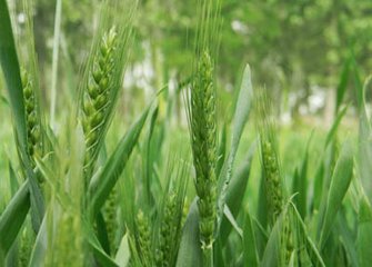 如何預防小麥凍害的發(fā)生