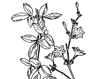 凌霄花的功效 凌霄花的功效與作用