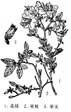 杜鵑花的功效與作用