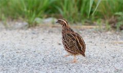 鵪鶉怎么養(yǎng)下蛋多，鵪鶉的育雛方法與日常管理