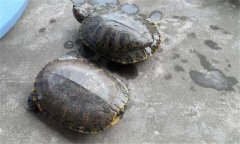 甲魚(yú)和王八一樣嗎？甲魚(yú)的生長(zhǎng)周期是多少天