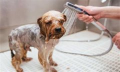 幼狗什么時候可以洗澡？幼狗的飼養(yǎng)管理要點