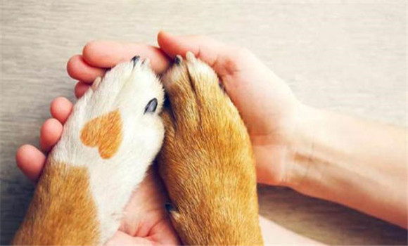 仔狗的運(yùn)動(dòng)、擦拭與修剪趾甲