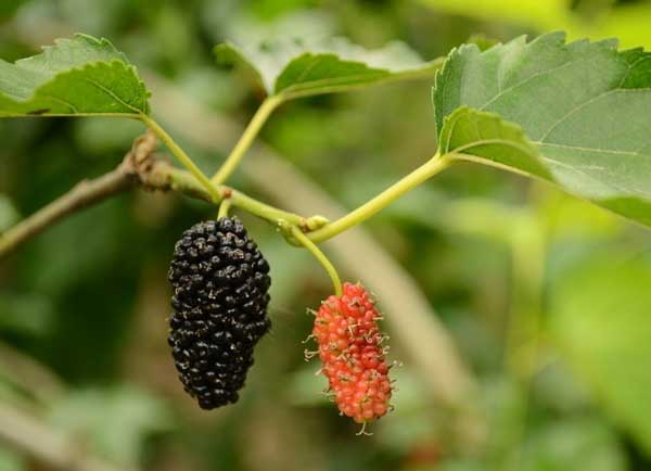 桑樹種植技術(shù) 其他果樹種植管理方法