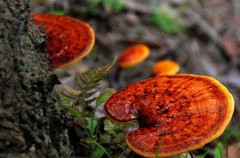 野生靈芝的功效與作用 吃野生靈芝好嗎？