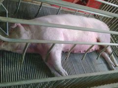 如何治療母豬子宮炎，防治措施有哪些？