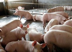 如何防治豬氣喘病，藥物預(yù)防和凈化方法簡介