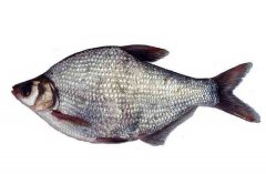 武昌魚的生活習(xí)性和養(yǎng)殖條件，魚種如何培育