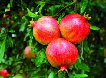 石榴的藥用價值有哪些 石榴的功效與作用