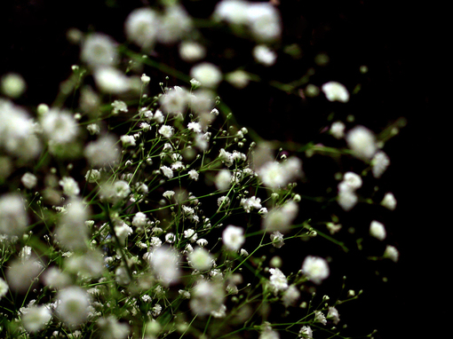 滿天星怎么養(yǎng) 滿天星的養(yǎng)殖方法 滿天星養(yǎng)殖方法