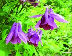 華北耬斗菜的功效與作用 花卉的作用