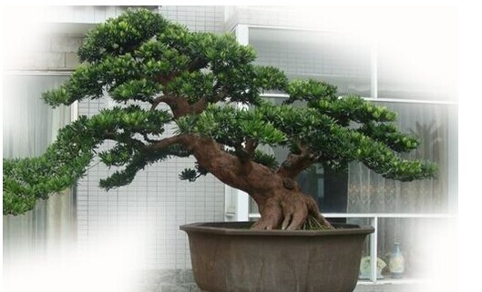 羅漢松如何種植 羅漢松養(yǎng)殖方法 羅漢松的養(yǎng)殖方法