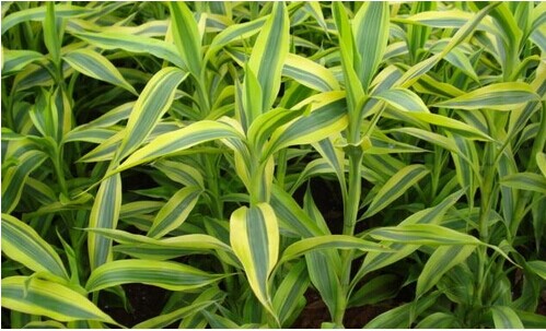 富貴竹的養(yǎng)殖的方法 富貴竹養(yǎng)殖方法