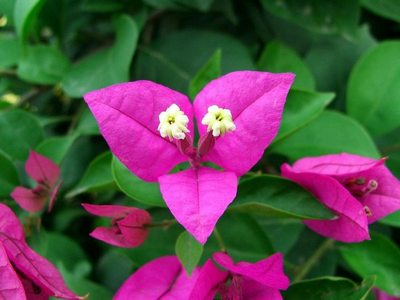 三角梅圖片 三角梅的養(yǎng)殖方法 三角梅養(yǎng)殖方法