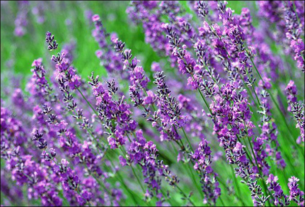 薰衣草花期是什么時(shí)候 薰衣草什么時(shí)候開花 花卉怎么養(yǎng)