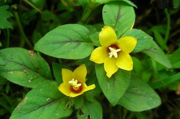 金錢草的功效作用 金銀草的食用禁忌 金錢草的功效與作用