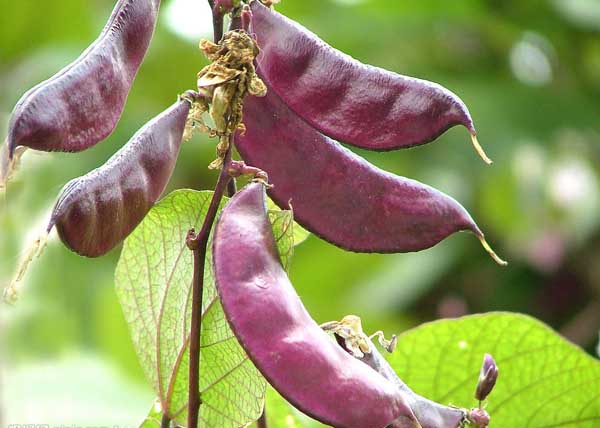 扁豆的功效與作用 扁豆種植管理方法