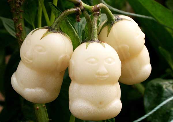 人參果的功效與作用 人參果種植管理方法