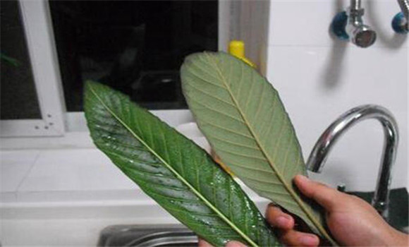 枇杷葉的用法、用量與禁忌