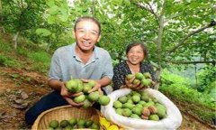 核桃的采收時(shí)間、采收方法 新摘核桃如何脫青皮