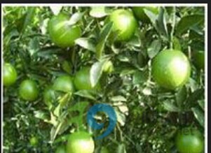 檸檬的功效與作用 果樹的作用與功效