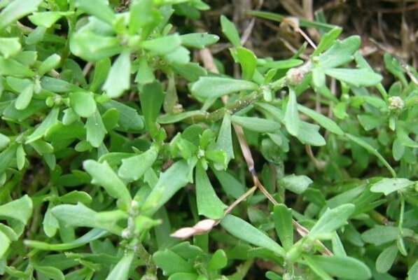 鵝不食草治鼻炎 鵝不食草的功效與作用 鵝不食草的功效與作用