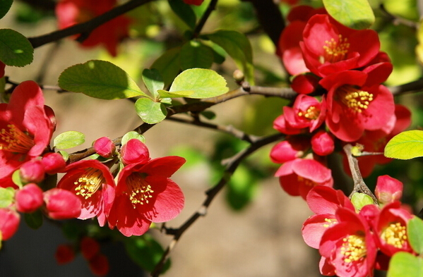 貼梗海棠的功效與作用 海棠的作用