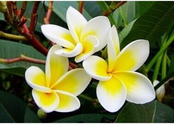 雞蛋花的幾大功效介紹 雞蛋花的功效與作用