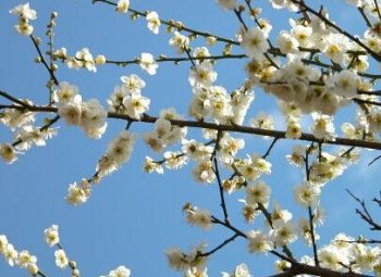 臘梅花的功效與營養(yǎng)價值 臘梅的功效與作用