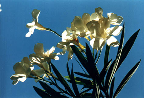 白花夾竹桃的功效與作用 夾竹桃的作用