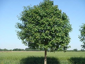 如何種植白蠟樹苗 白蠟樹種植方法技巧 白蠟育苗技術(shù)