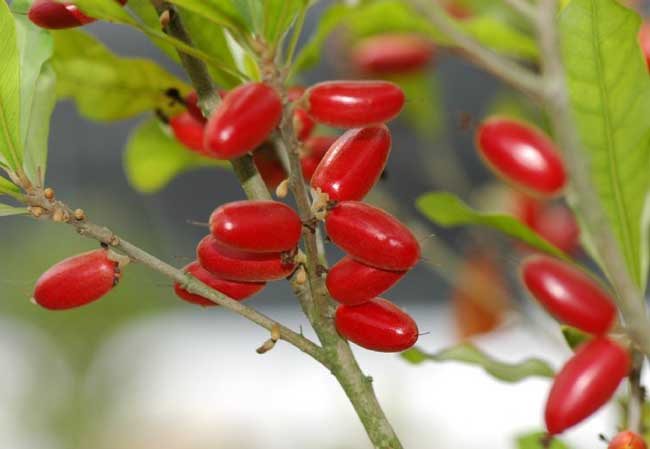 其他果樹種植方法
