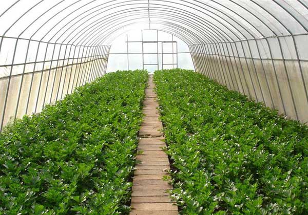 大棚蔬菜種植技術