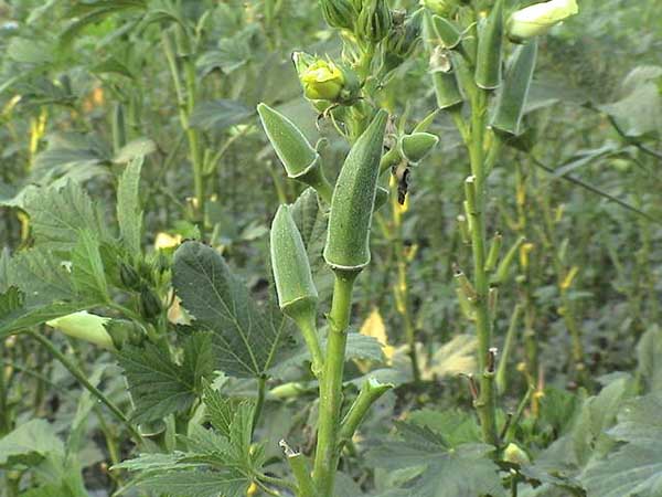 黃秋葵的產(chǎn)地