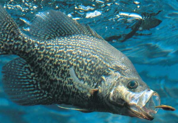 桂魚的營養(yǎng)價(jià)值