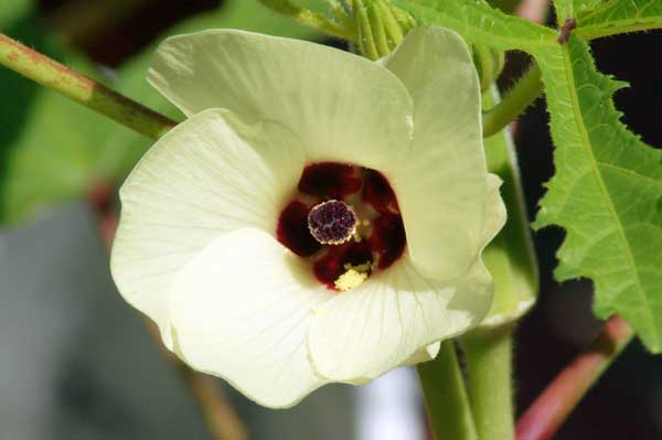 黃秋葵種植技術(shù) 中藥材種植技術(shù)