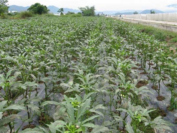 黃秋葵種植技術(shù) 中藥材種植技術(shù)