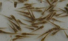 泥鰍喜歡吃什么餌料？泥鰍的生活環(huán)境及特點