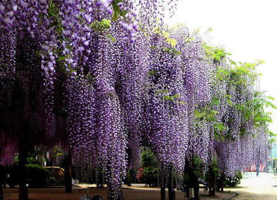 紅花錦雞兒的功效與作用 花卉的作用與功效