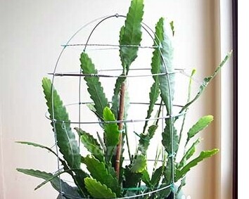 令箭荷花養(yǎng)殖方法和技巧 令箭荷花