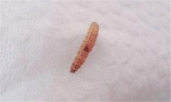 為什么糧食容易產生谷蟲 發(fā)現谷蟲怎么處理