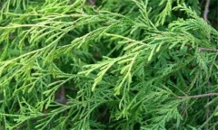 日本花柏的生態(tài)習性與形態(tài)特征 日本花柏的養(yǎng)護