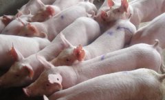 如何預(yù)防、防止仔豬下?。? /></a>
            <a href=