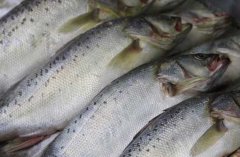 養(yǎng)殖三文魚的環(huán)境條件，三文魚苗種的放養(yǎng)要求